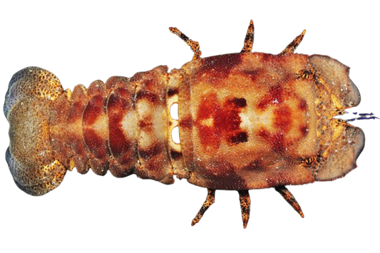 Purple Spanish Slipper Lobster