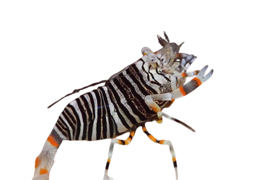 Bumble Bee Pistol Shrimp
