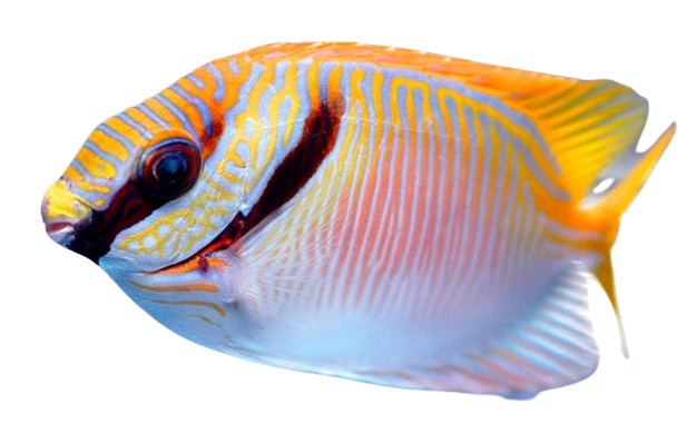 Two Barred Rabbitfish S