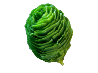 Rooted Plants - Pine Cone