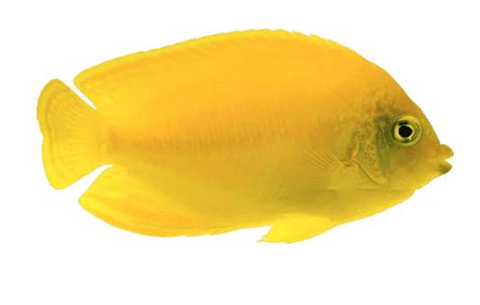 Yellow Angel S