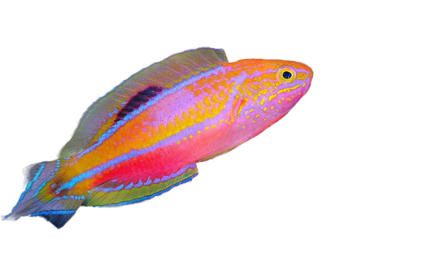 Pintail Fairy Wrasse Super Male